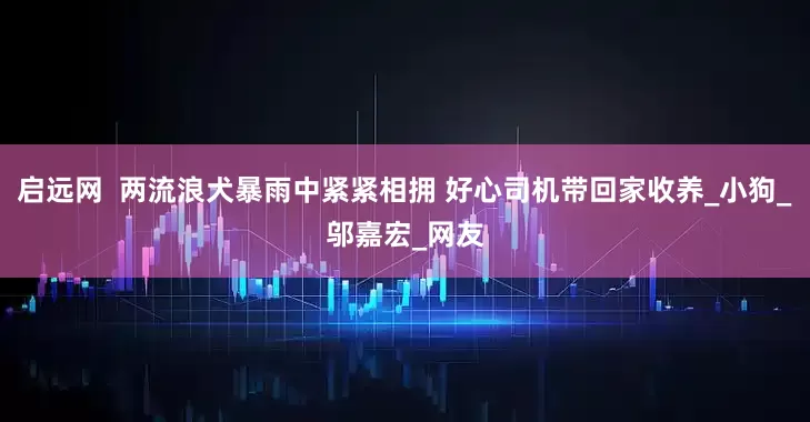 启远网  两流浪犬暴雨中紧紧相拥 好心司机带回家收养_小狗_邬嘉宏_网友